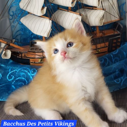 2 beaux chatons norvégiens loof #2