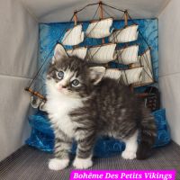 2 beaux chatons norvégiens loof #1