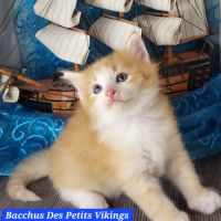 2 beaux chatons norvégiens loof #2