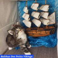 2 beaux chatons norvégiens loof