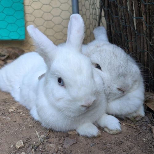 Perle et nacre - lapins femelles #2