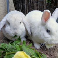 Perle et nacre - lapins femelles