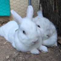 Perle et nacre - lapins femelles #2