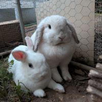 Perle et nacre - lapins femelles