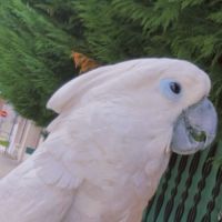 Vend cacatoès male