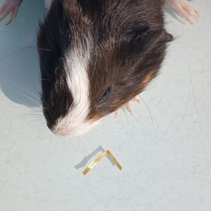 Bebes cochons d'inde #3