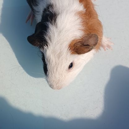 Bebes cochons d'inde #5