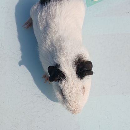 Bebes cochons d'inde #6