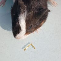 Bebes cochons d'inde #3