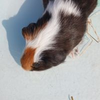 Bebes cochons d'inde #4