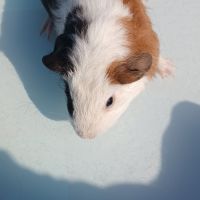 Bebes cochons d'inde #5