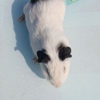 Bebes cochons d'inde #6