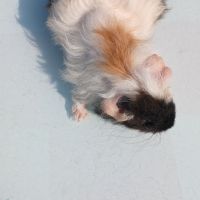 Bebes cochons d'inde males #1