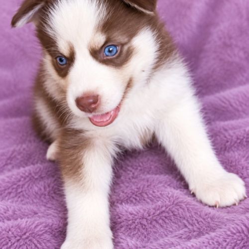 Chiots yeux bleus #1