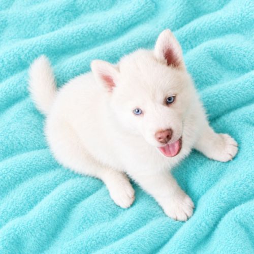 Chiots yeux bleus #0