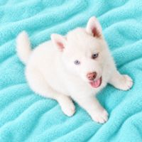 Chiots yeux bleus