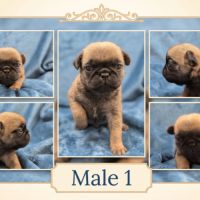 Chiots carlin #3