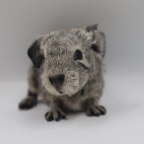 Bébé cochon d’inde #3
