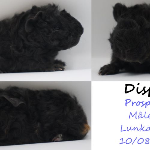 Bébé cochon d’inde #8
