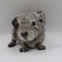 Bébé cochon d’inde #3