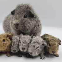 Bébé cochon d’inde