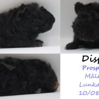 Bébé cochon d’inde #8
