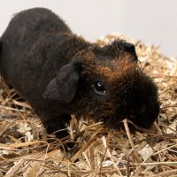 Cochon d’inde #1