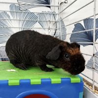 Cochon d’inde