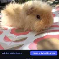 Cochon d’inde #2