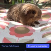 Cochon d’inde