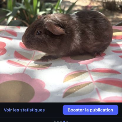 Cochon d’inde #0