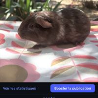 Cochon d’inde