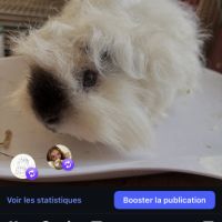 Cochon d’inde