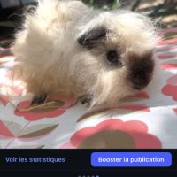 Cochon d’inde #2