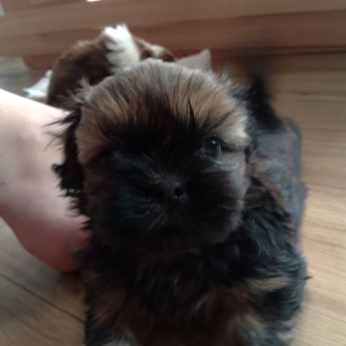 Chiot type shih tzu #0