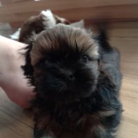 Chiot type shih tzu