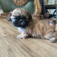 Chiot type shih tzu #2