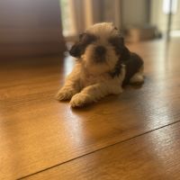 Chiot type shih tzu #3