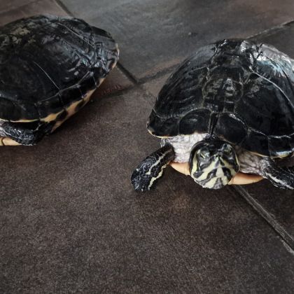 Donne tortue d'eau #1