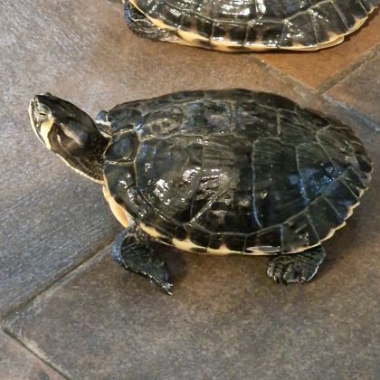 Donne tortue d'eau