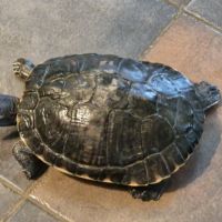 Donne tortue d'eau #3