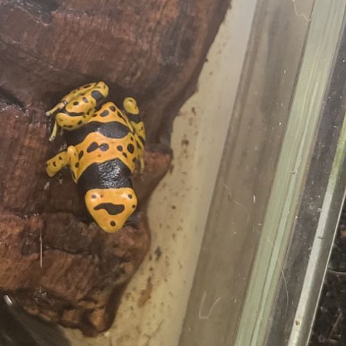 Dendrobate leucomelas bolivar #1