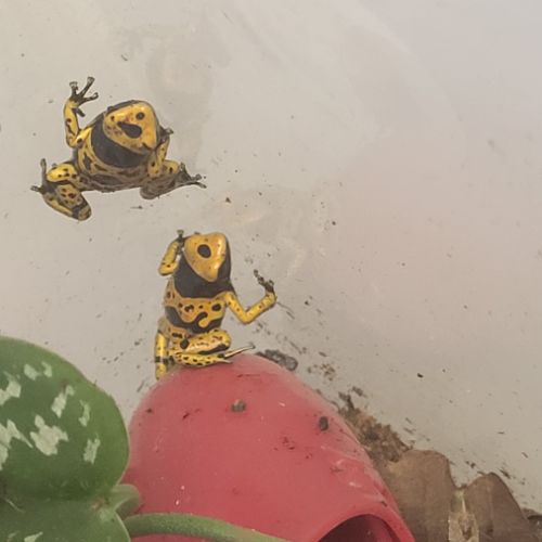 Dendrobate leucomelas bolivar #3