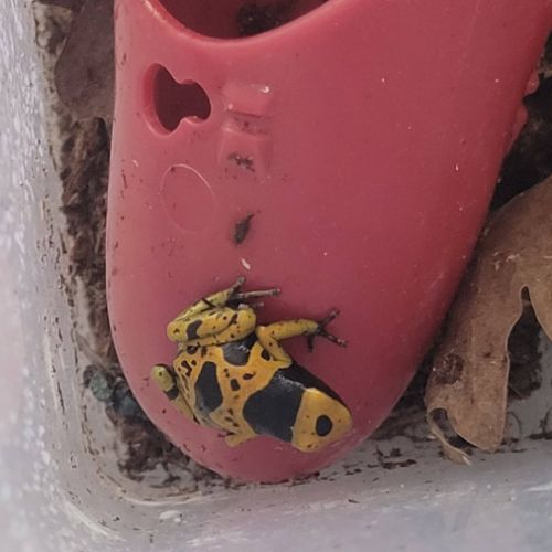 Dendrobate leucomelas bolivar #0