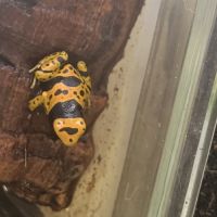 Dendrobate leucomelas bolivar #1