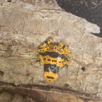Dendrobate leucomelas bolivar #2