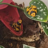 Dendrobate leucomelas bolivar #4