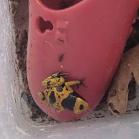 Dendrobate leucomelas bolivar