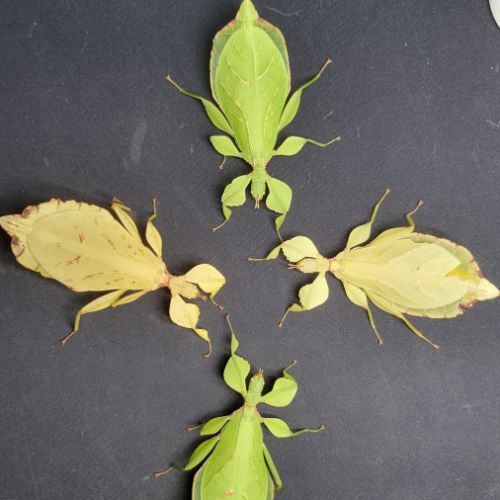 Oeufs phyllium letiranti #1