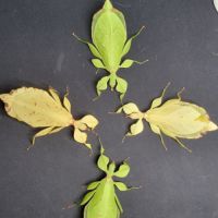 Oeufs phyllium letiranti #1